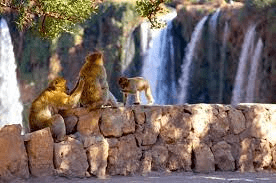 where to see monkeys in morocco