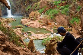 Ouzoud waterfalls monkeys price